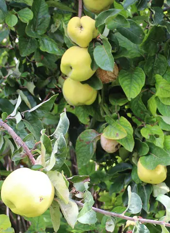 L'orto di Nisetta - foto numero 2